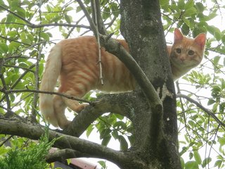 木登りモカ